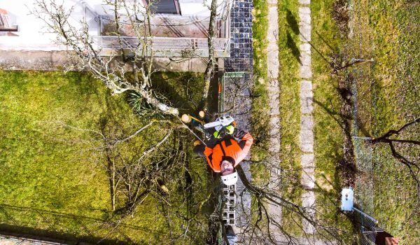Lumberjack with chainsaw and harness pruning a tree.